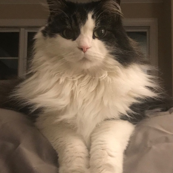 Meet your Posher, Posh - Picture 2 of 9